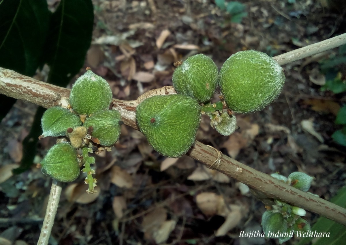 Lepisanthes tetraphylla var. trichocarpa (Thwaites) Wadhwa & Meijer